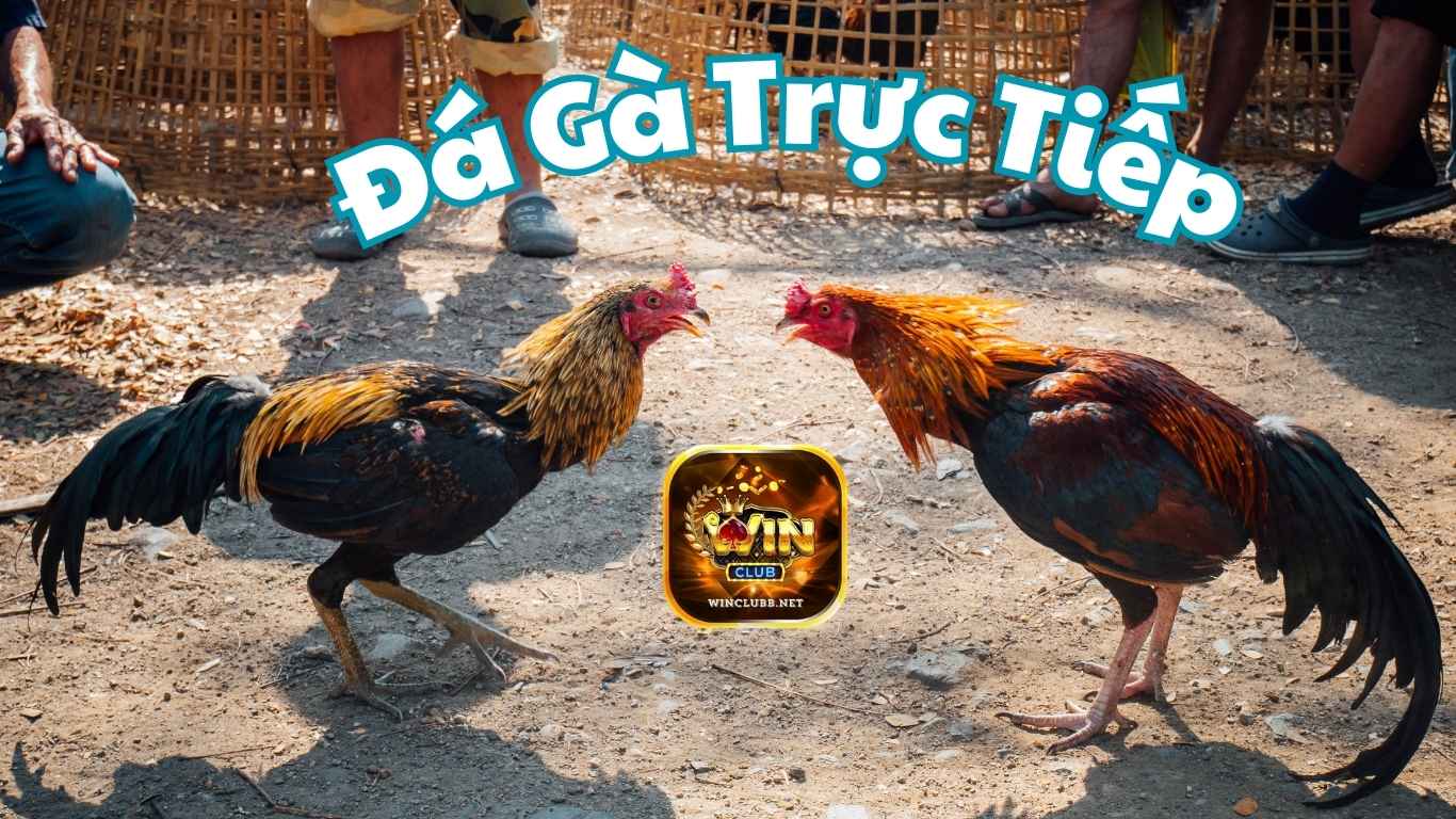 Đá gà trực tiếp - WinClub: Trải Nghiệm và Bí Quyết Chơi Đỉnh Cao